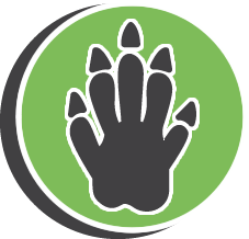 Attic Racoon Removal