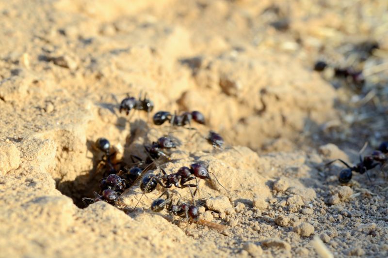 Black Ant Extermination in Fort Worth, TX