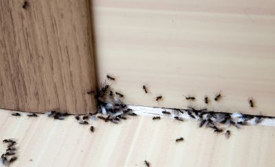 Ants Extermination Service in Katy, TX