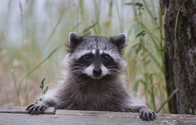 Attic Racoon Removal