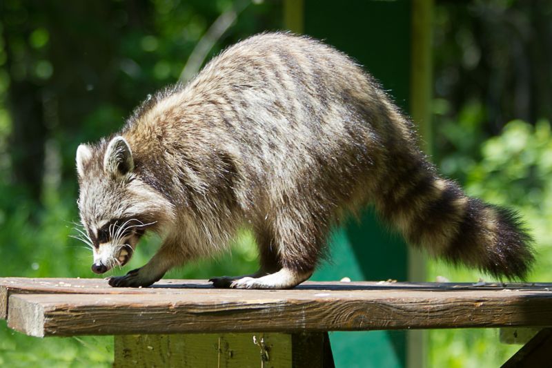 How Racoons Wreak Havoc In Attics And Chimneys