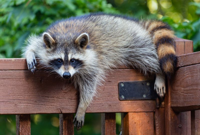 How Racoons Wreak Havoc In Attics And Chimneys