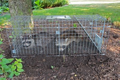 How Racoons Wreak Havoc In Attics And Chimneys