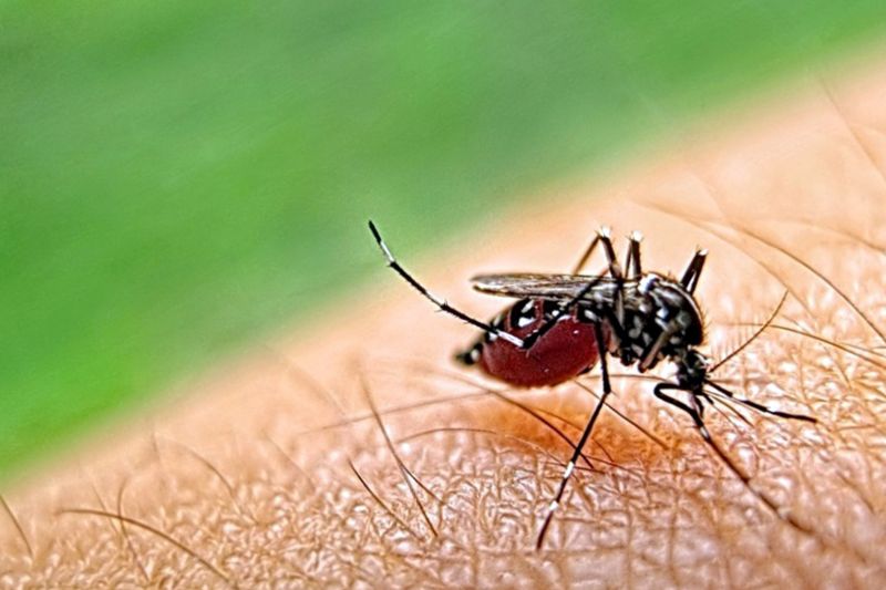 Mosquito Control Service in New Braunfels, TX