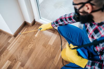 Mouse Spider Extermination in Katy, TX