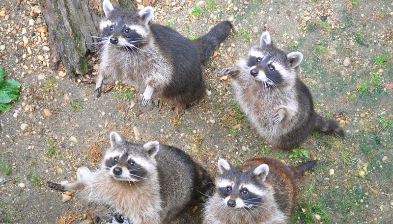 Preventing Raccoon Damage To Roofs, Attics, And Siding