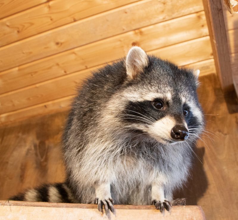 Signs You Have A Raccoon Problem In Your Attic Or Crawl Space