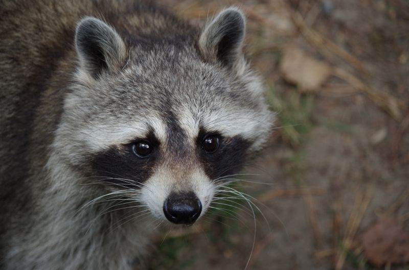 Why Professional Raccoon Removal Is Safer Than Diy Methods