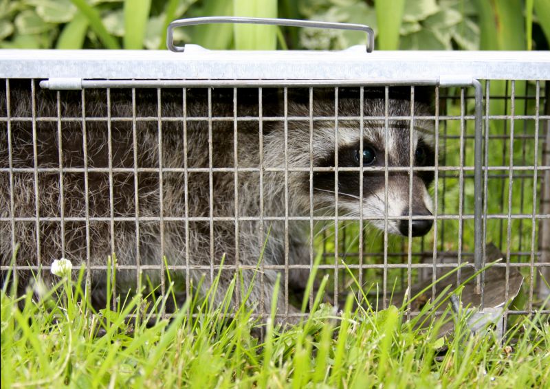 Why Racoons Target Garbage Areas And Move Into Nearby Homes