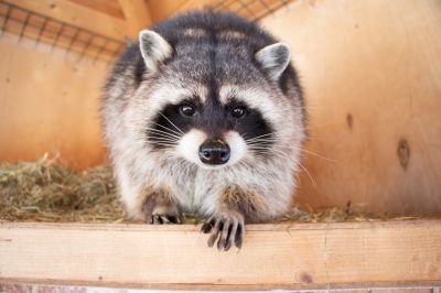 Why Racoons Tear Into Soffits, Fascia, And Roof Edges